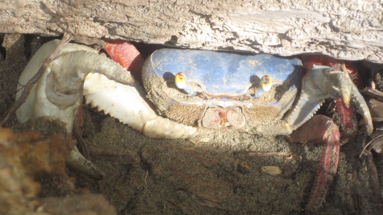 Photo of Others in Playa El Coco
