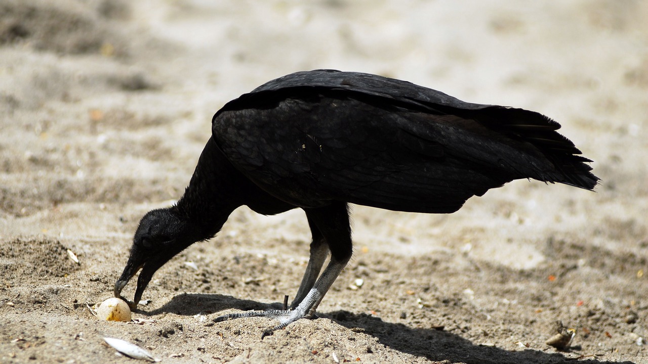 Photo of Others in Playa El Coco