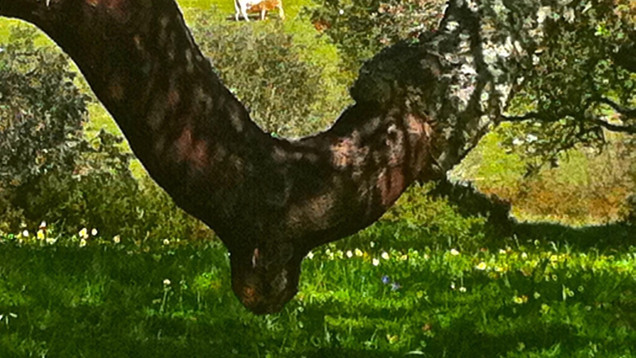 Photo of Outdoor in Santiago do Cacem