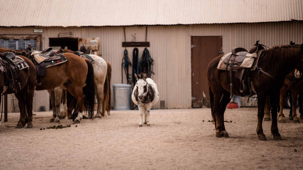 Photo of Others in Wickenburg