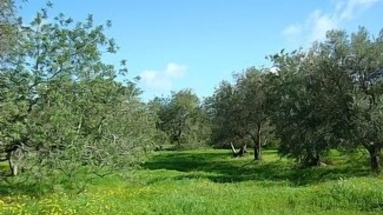 Photo of Outdoor in Santo Estevao