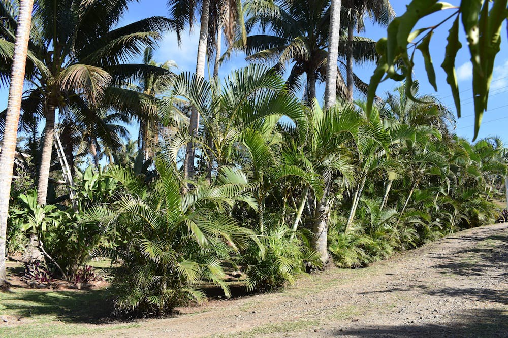 Photo of Others in Savusavu