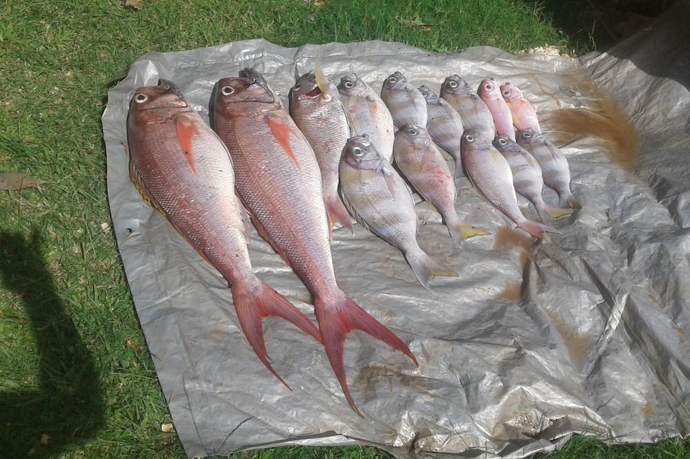 Photo of Others in Savusavu