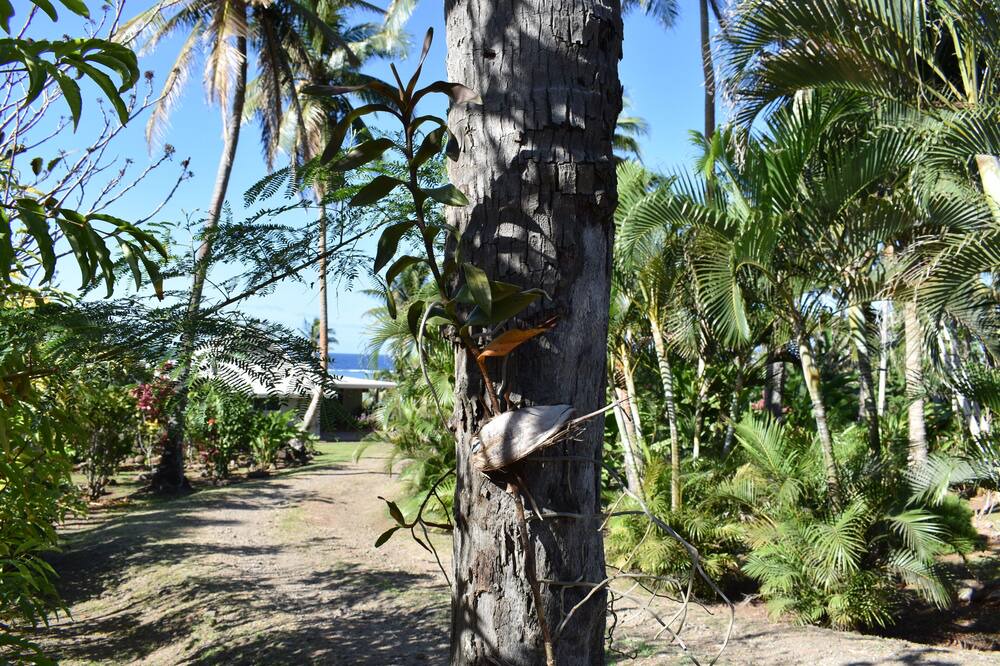 Photo of Others in Savusavu