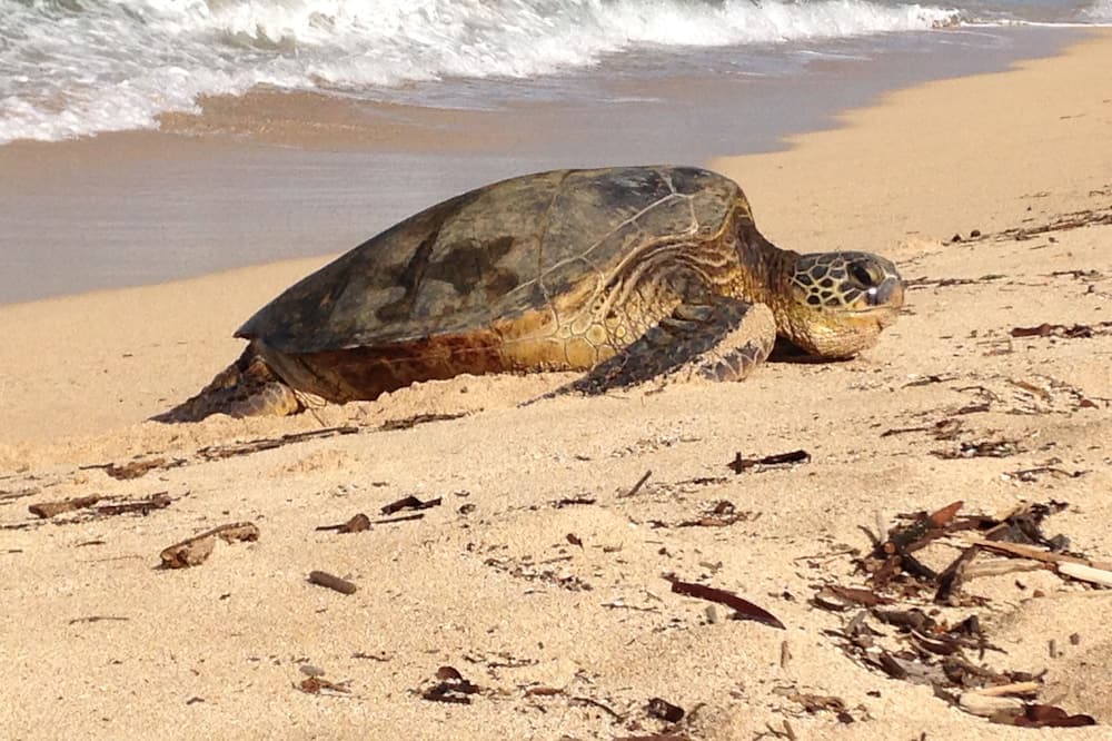 Photo of Others in Waialua