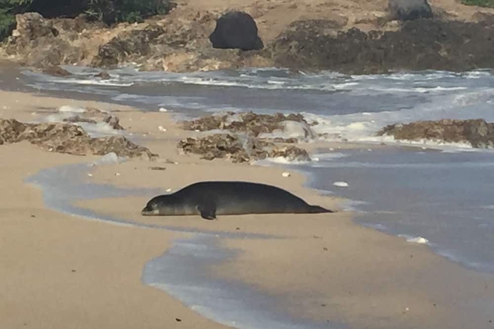 Photo of Others in Waialua