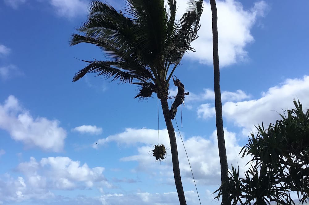 Photo of Others in Waialua
