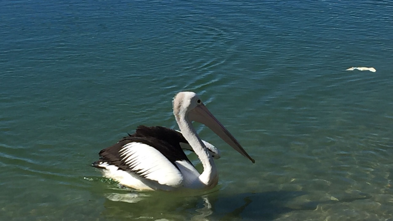 Photo of Others in Broadbeach Waters
