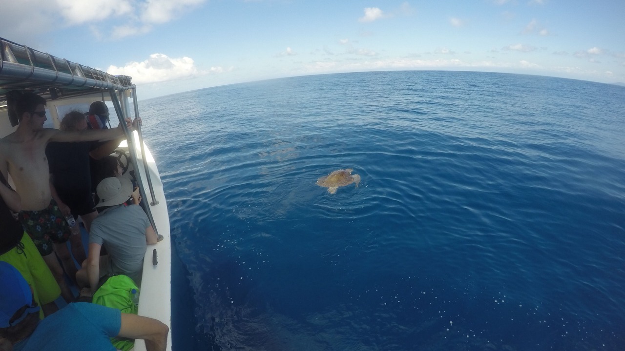 Photo of Others in Drake Bay