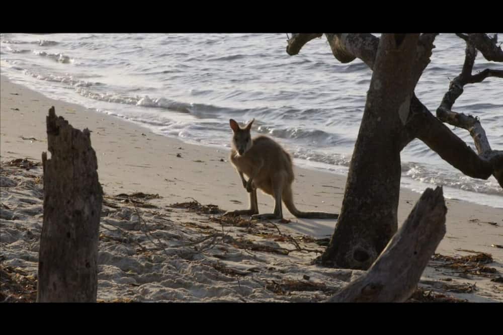 Photo of Others in Gold Coast