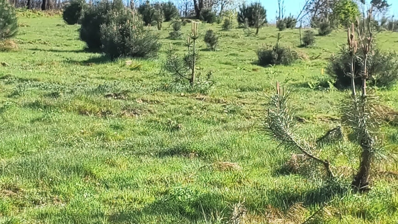 Photo of Outdoor in Seia