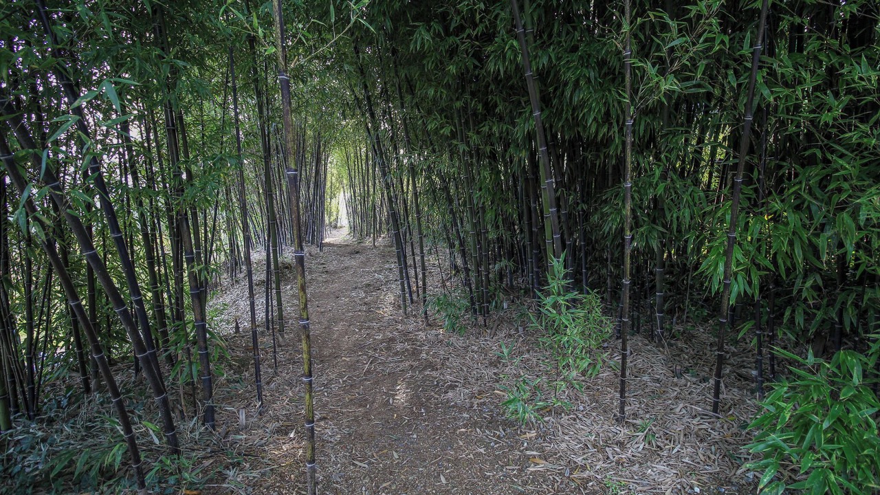 Photo of Outdoor in Baiao