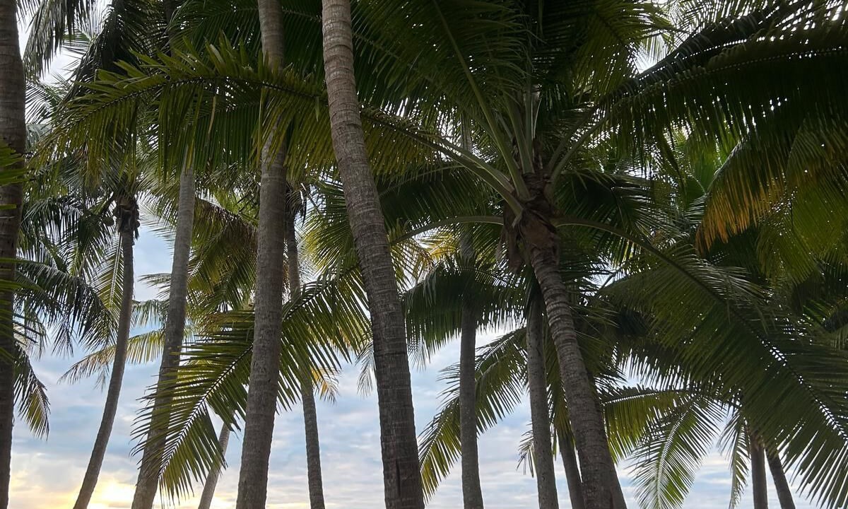 Photo of Others in Tamarindo