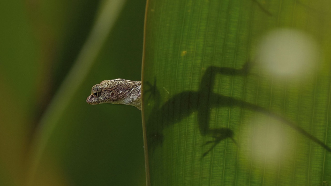 Photo of Others in Punta Uva
