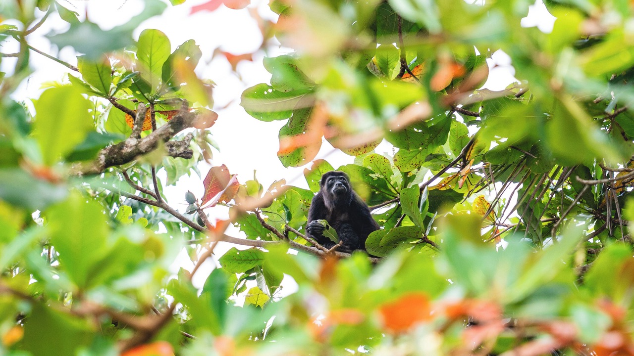 Photo of Others in Punta Uva