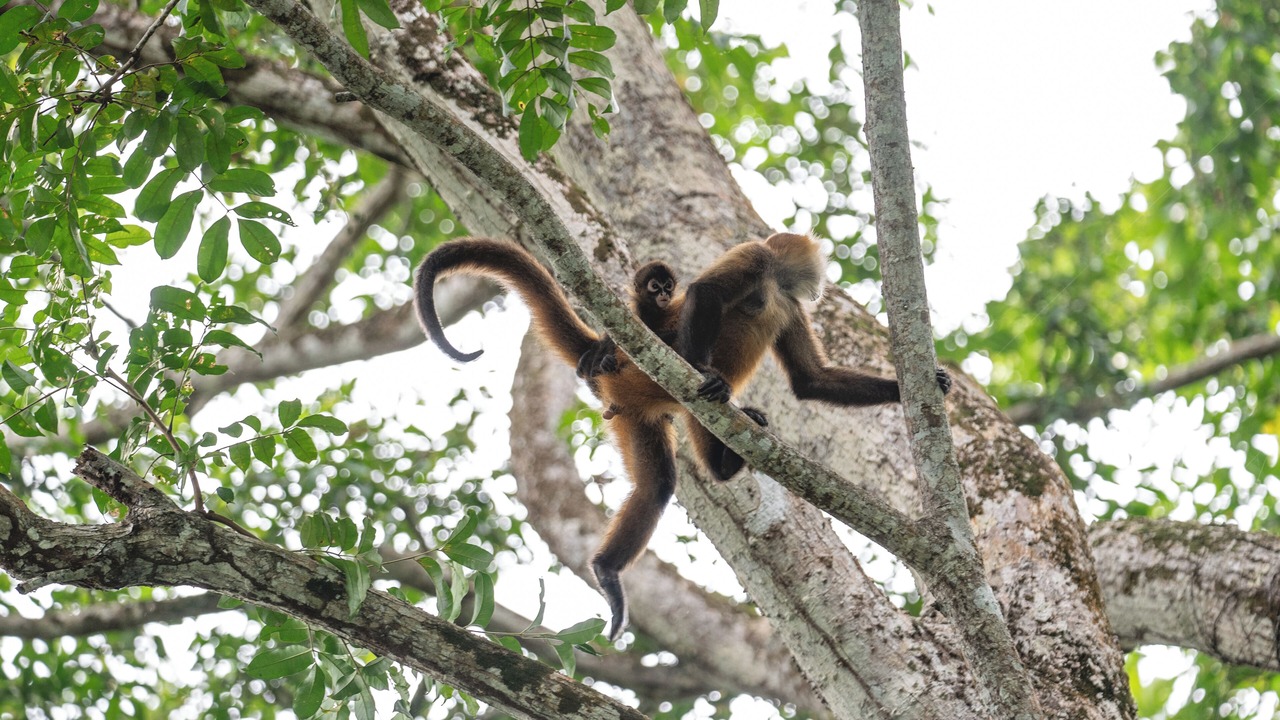 Photo of Others in Punta Uva