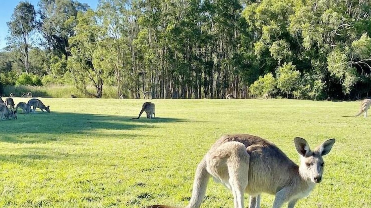 Photo of Others in Coomera