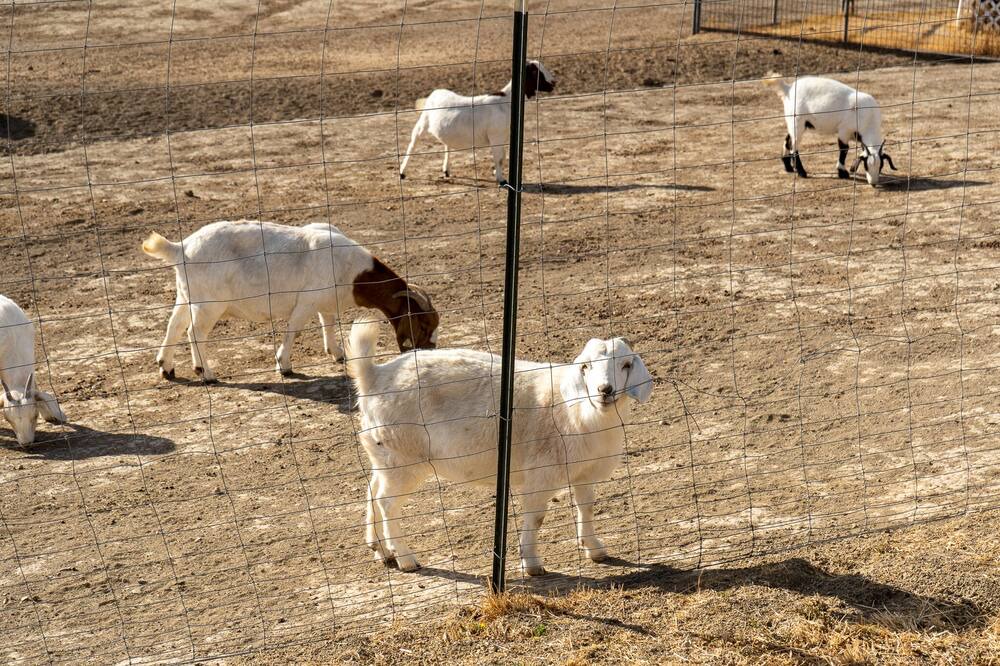 Photo of Others in Paso Robles