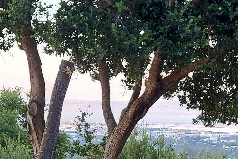 Photo of Outdoor in Emerald Hills