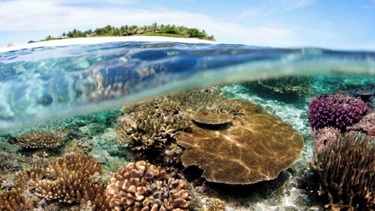 Photo of Others in Malolo Island