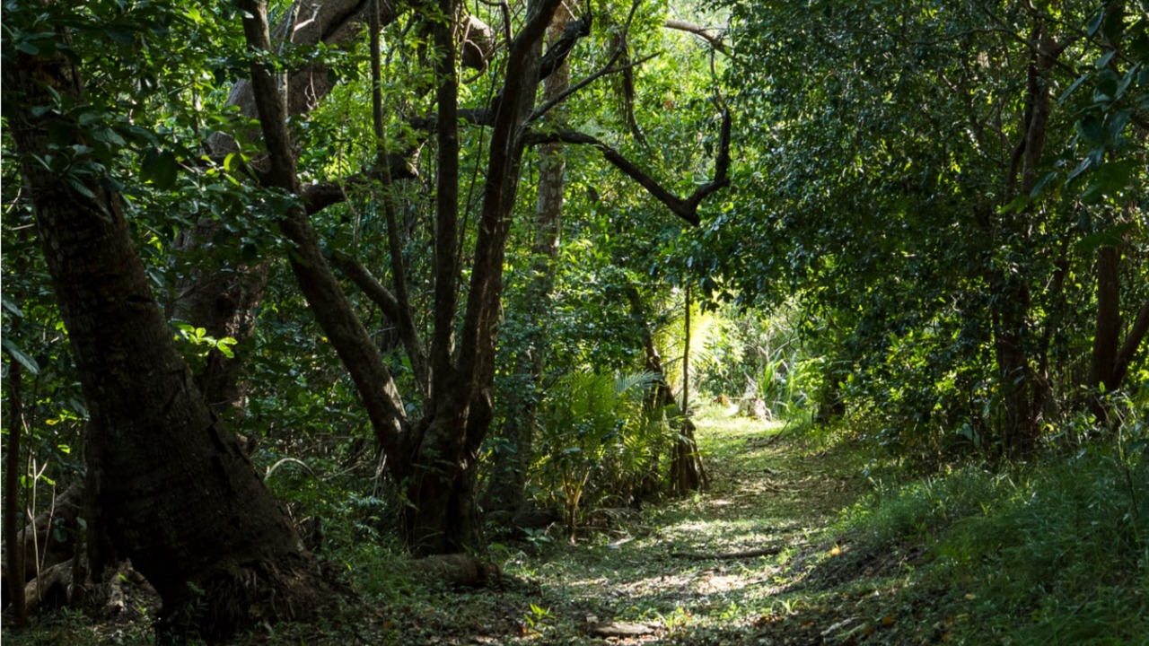 Photo of Outdoor in Nukubati Island