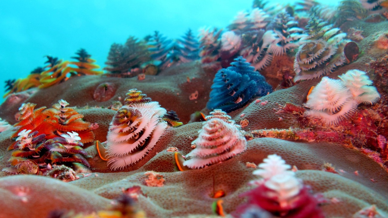 Photo of Outdoor in Nukubati Island