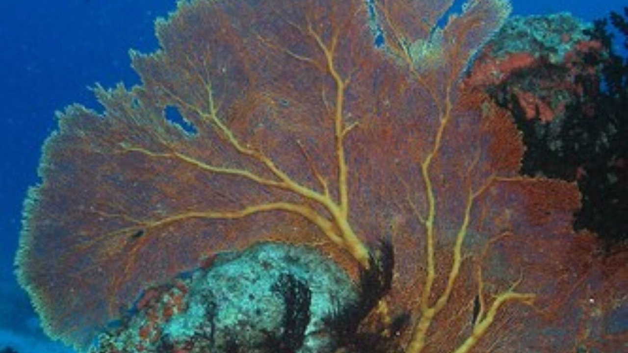 Photo of Others in Nukubati Island
