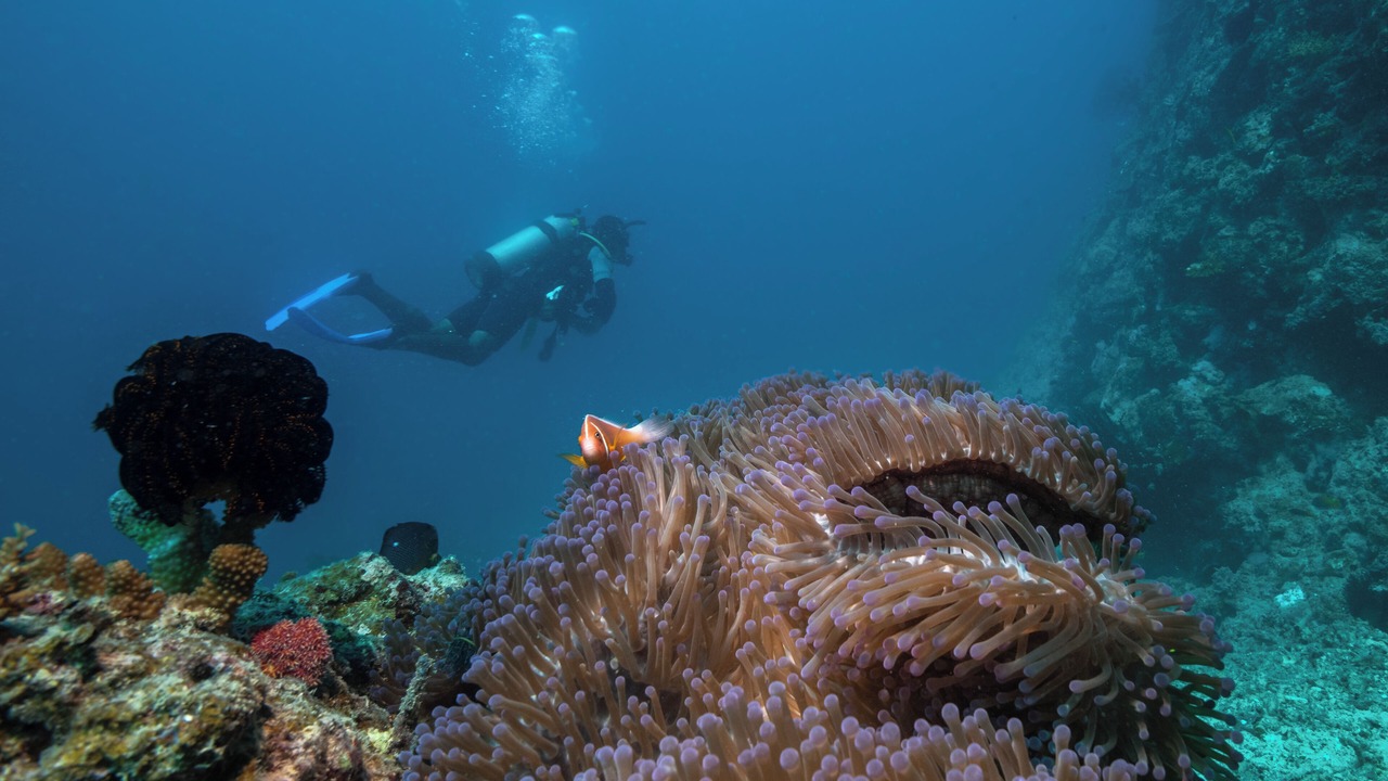 Photo of Others in Toberua Island
