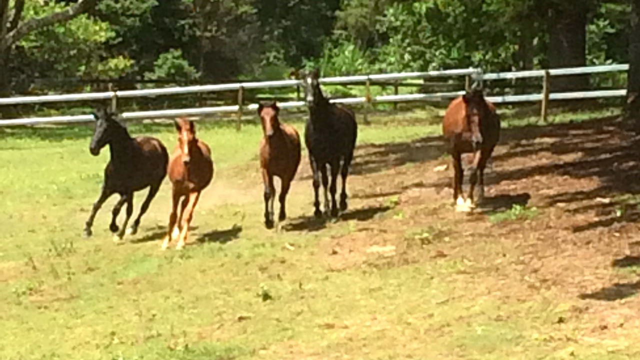 Photo of Others in Tallebudgera Valley