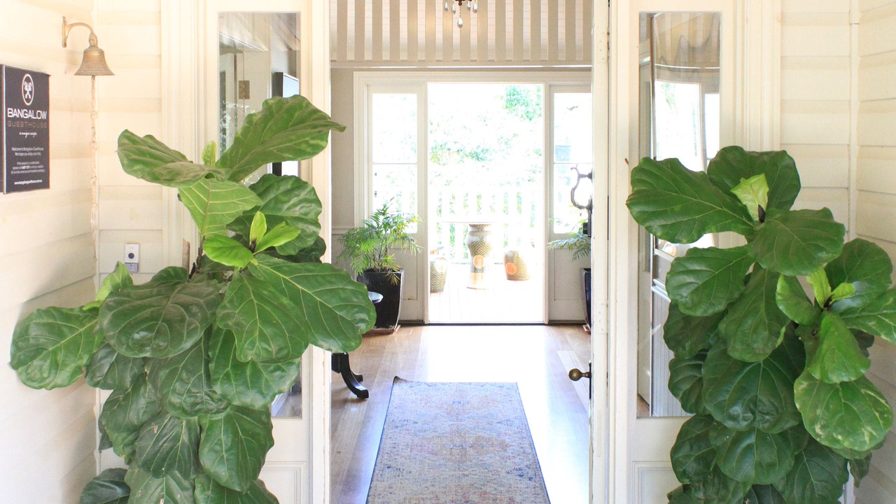 Photo of Outdoor in Bangalow