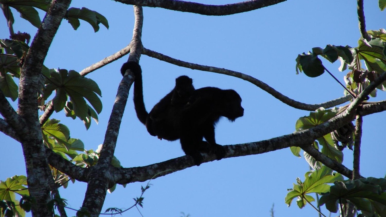 Photo of Outdoor in Dominicas