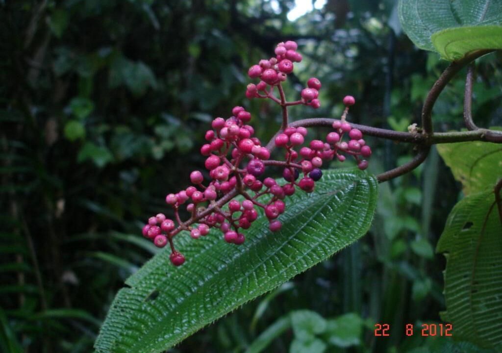 Photo of Outdoor in Dominicas