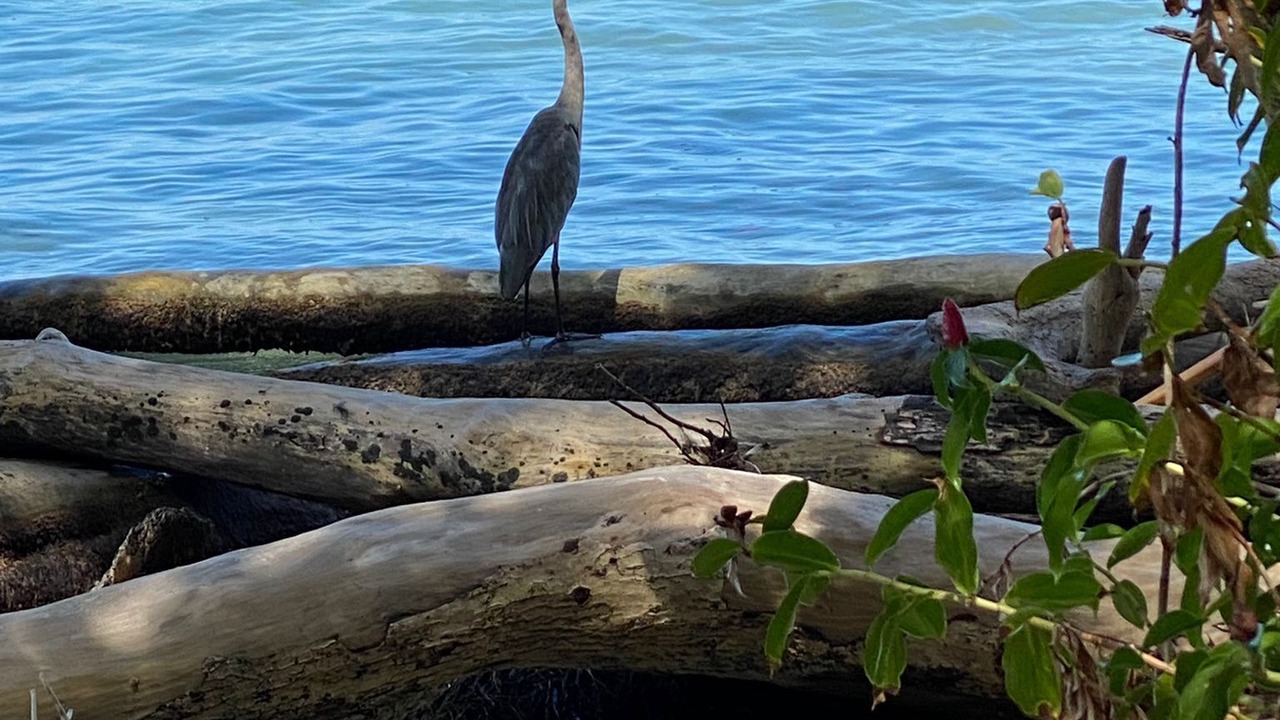 Photo of Others in Cahuita