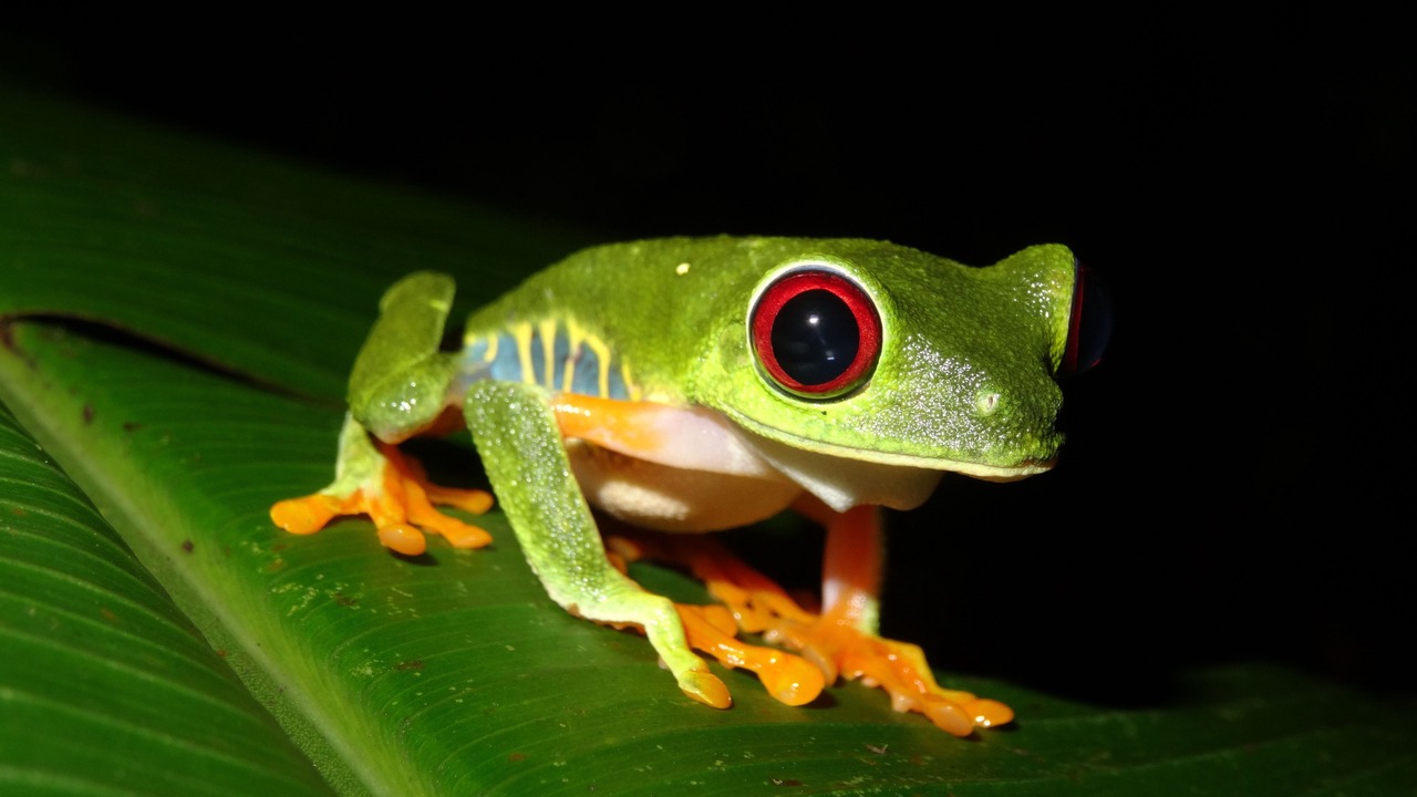 Photo of Outdoor in Cahuita