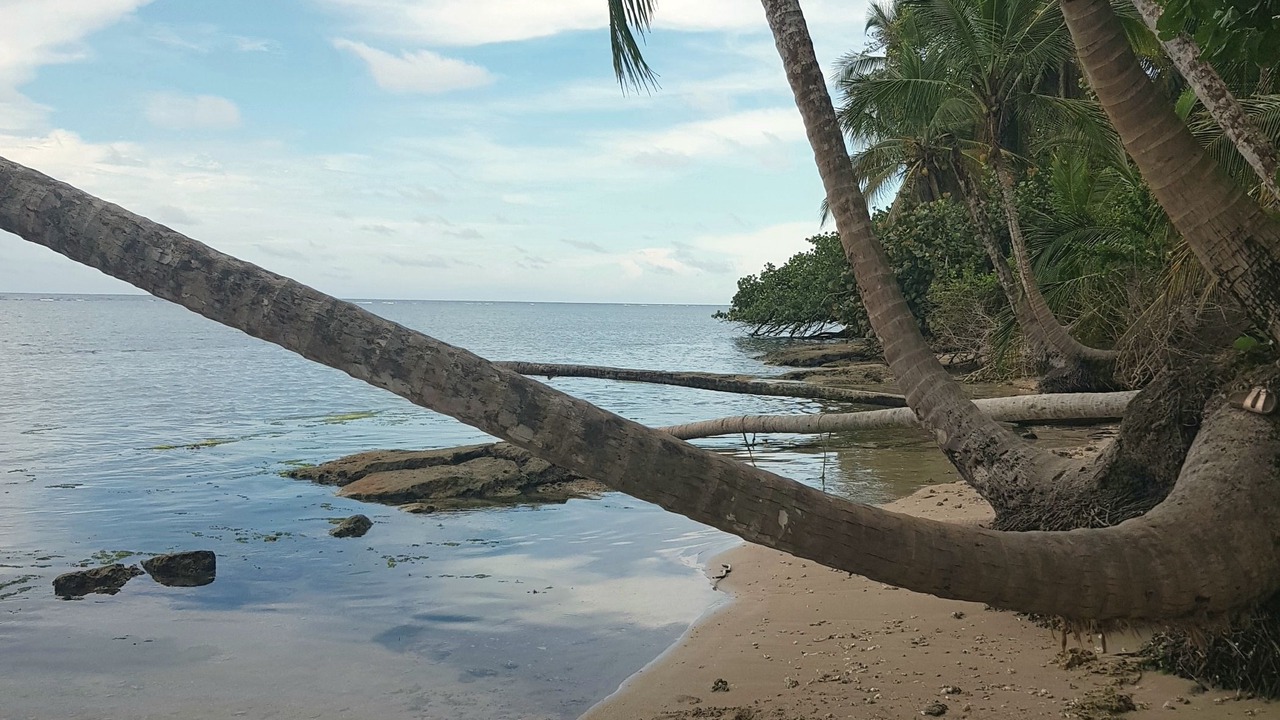 Photo of Others in Cahuita