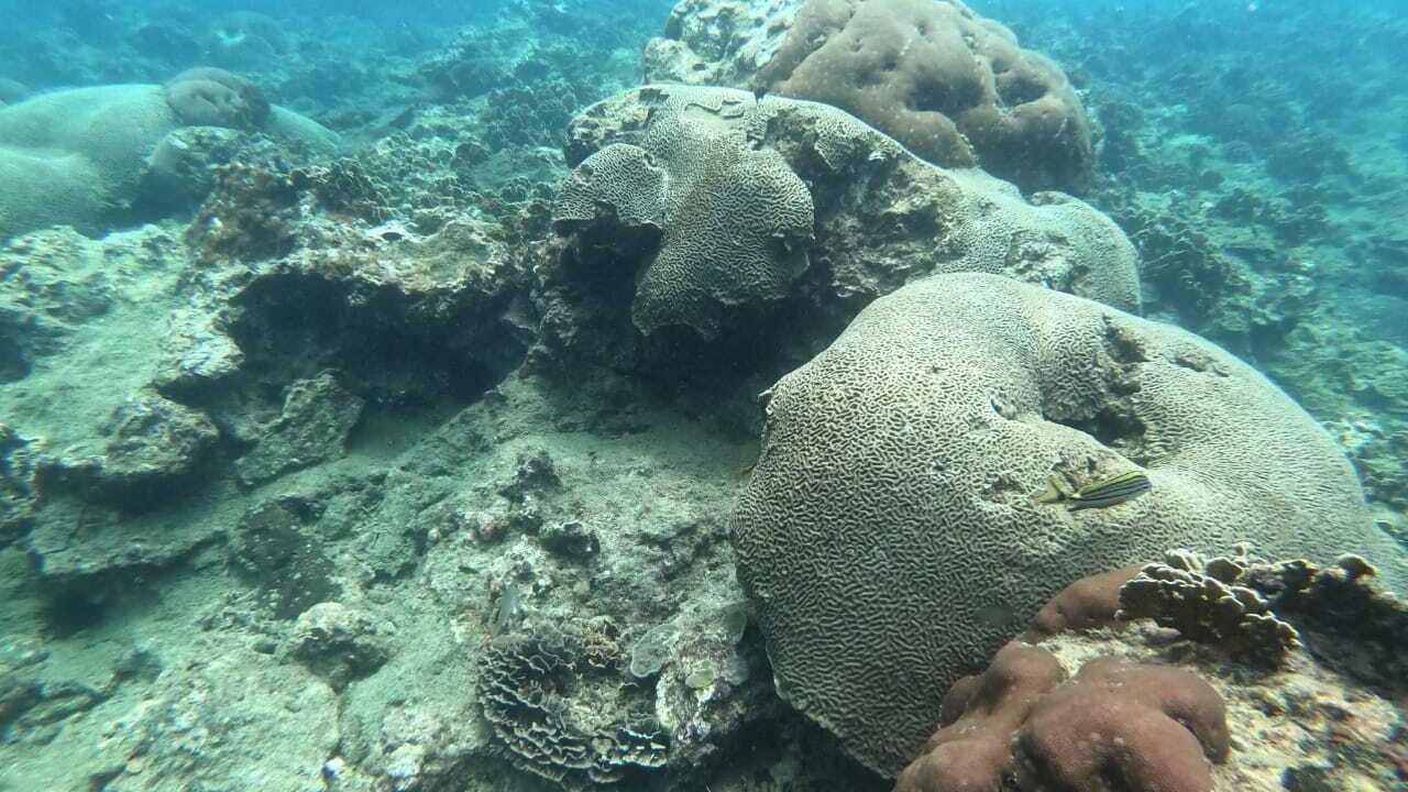 Photo of Others in Cahuita