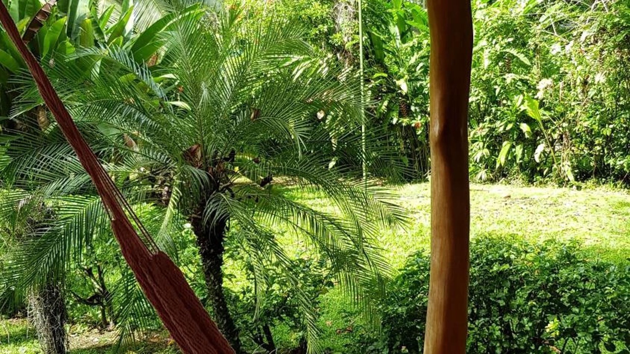 Photo of Outdoor in Cahuita