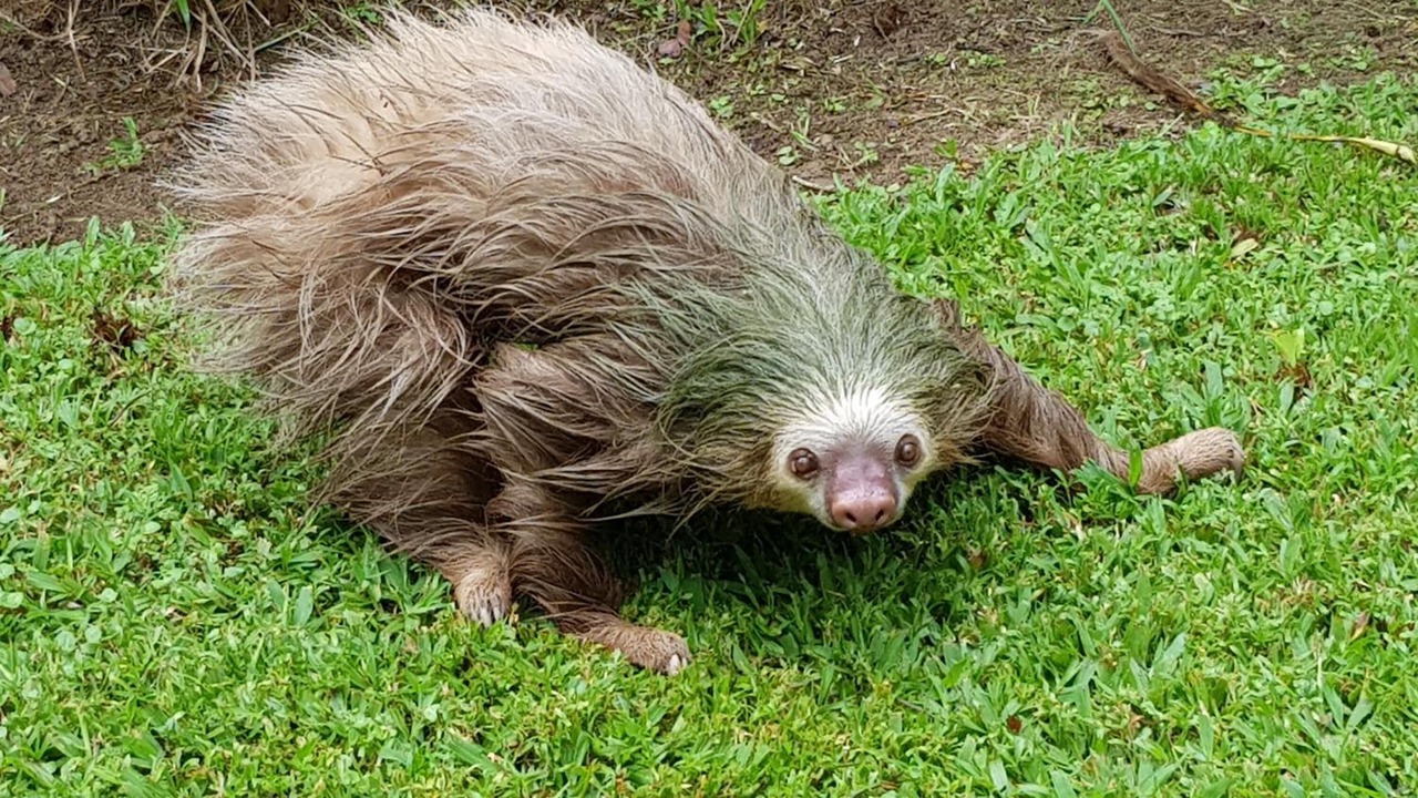 Photo of Outdoor in Cahuita