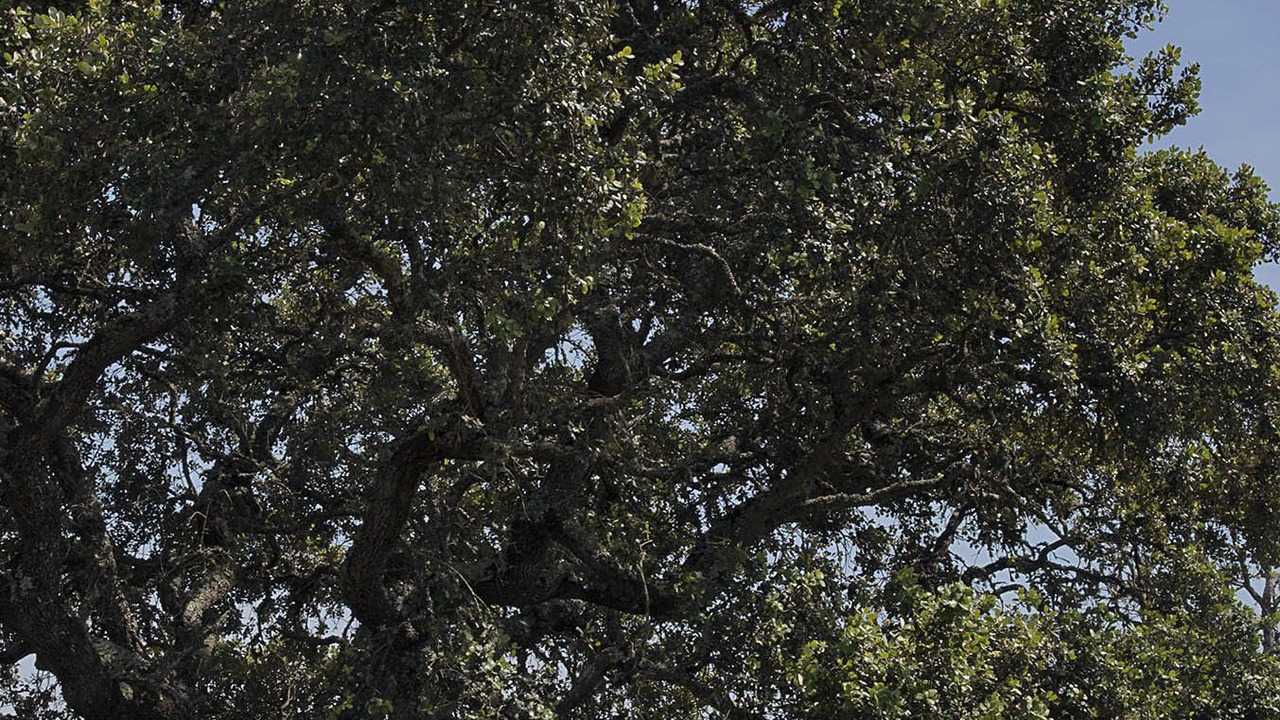 Photo of Outdoor in Santa Maria