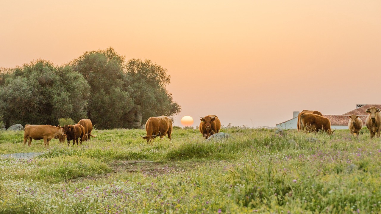 Photo of Outdoor in Reguengos de Monsaraz