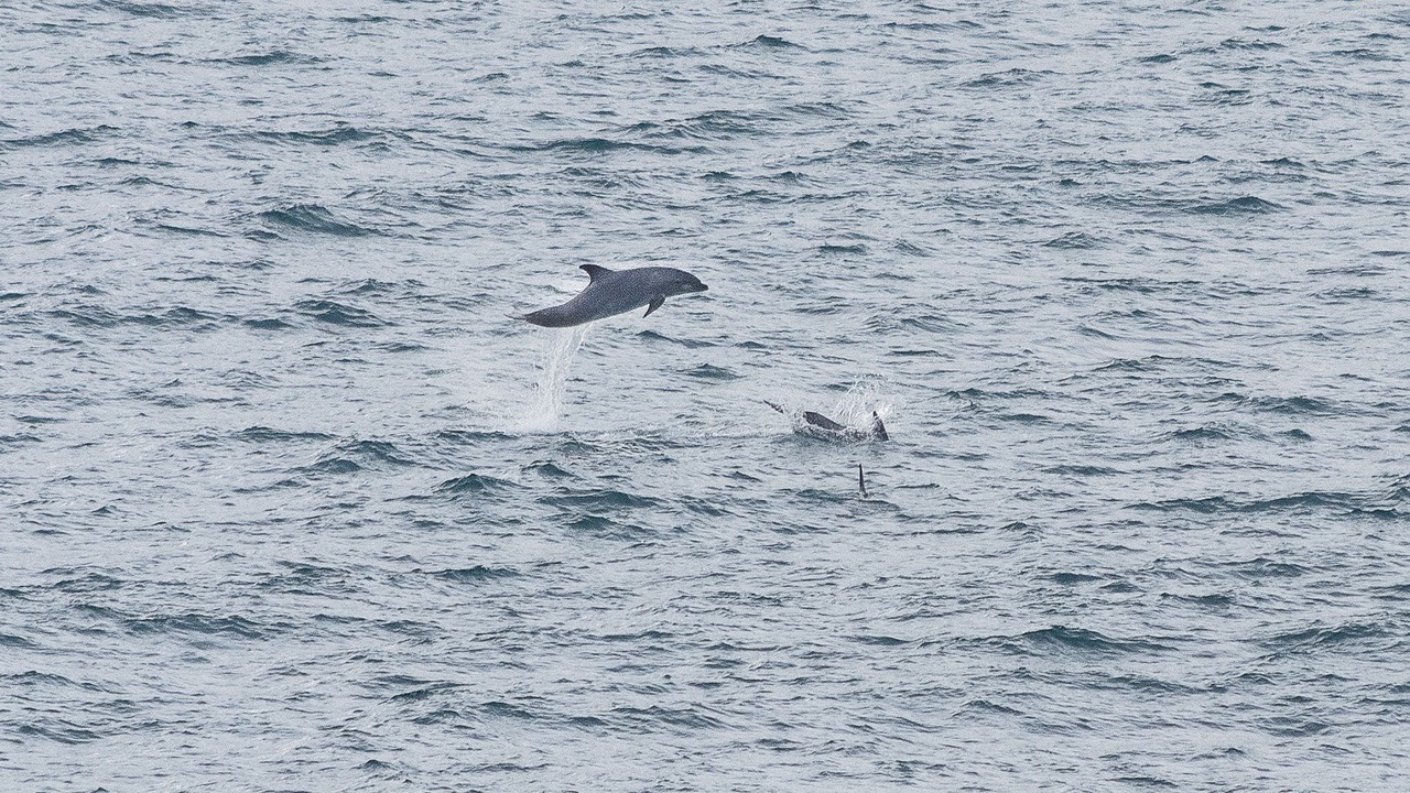 Photo of Others in Porto de Mos