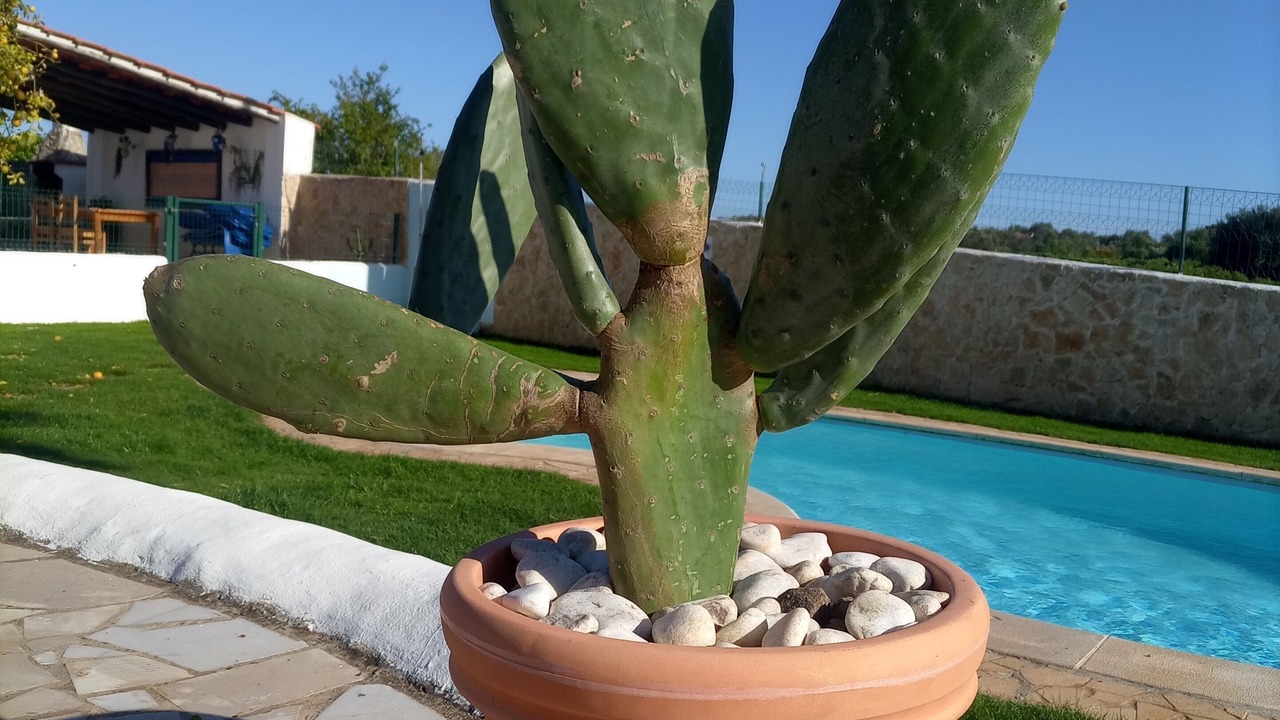 Photo of Outdoor in Silves