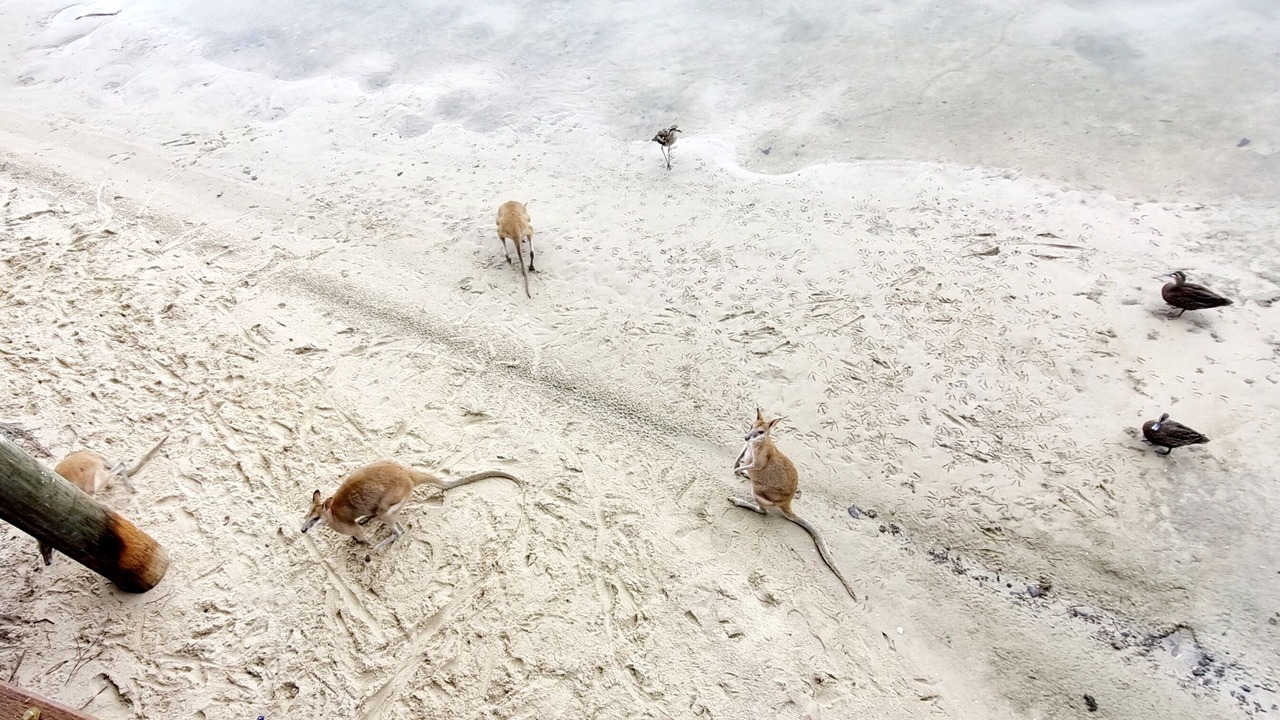 Photo of Others in Gold Coast