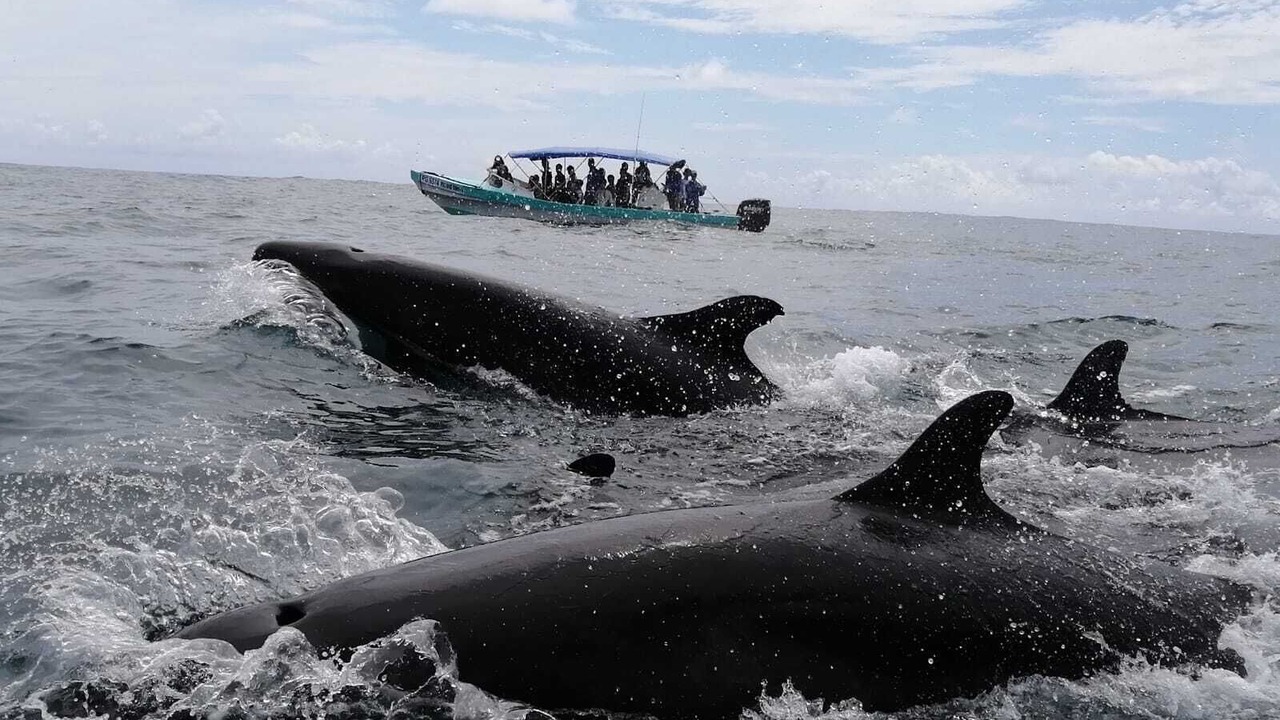 Photo of Others in Drake Bay