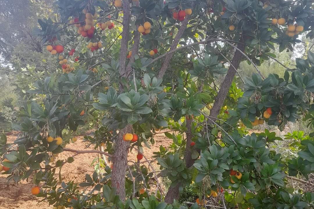 Photo of Outdoor in Vila Facaia