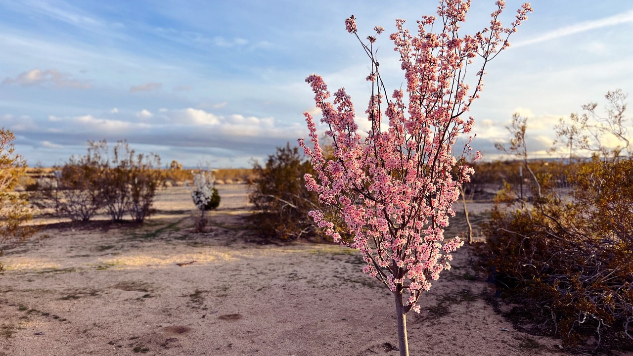 Photo of Outdoor in Landers