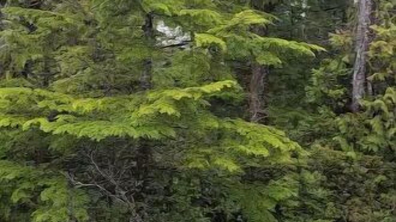 Photo of Outdoor in Ucluelet