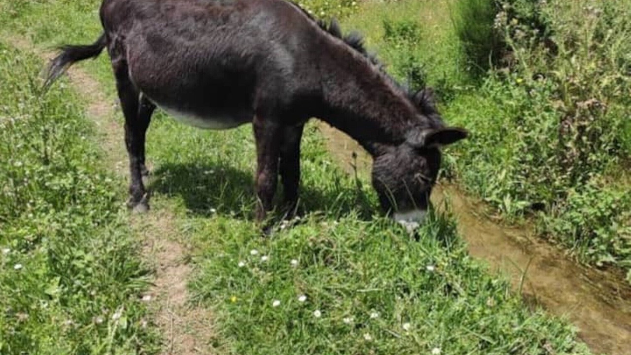 Photo of Others in Guarda