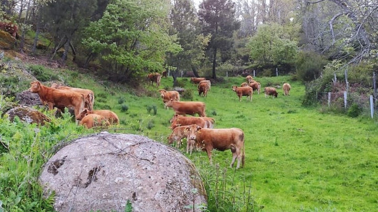 Photo of Outdoor in Guarda