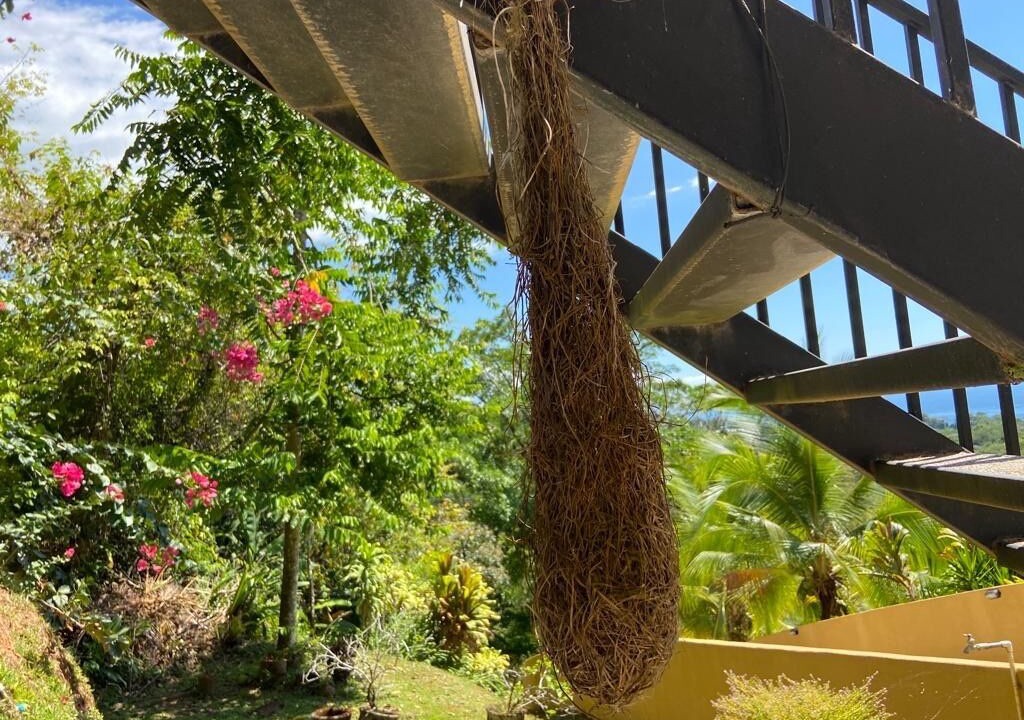 Photo of Outdoor in Ballena